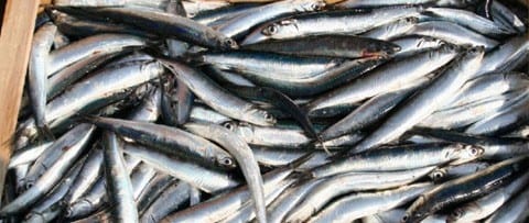 Balestrate, il consumo di "pesce povero" al centro di un convegno