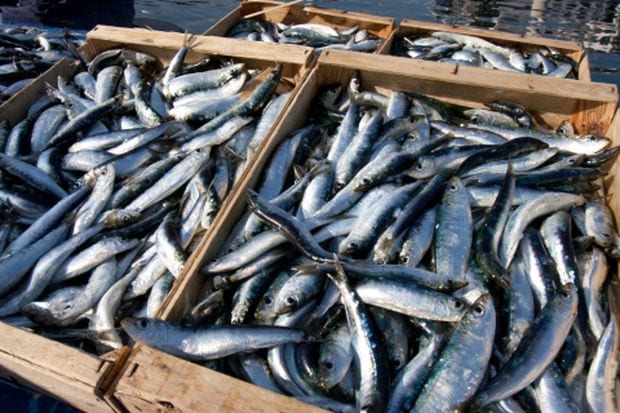 C/mare del Golfo, al via il "Fish Fest"