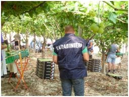 Blitz dei carabinieri nel trapanese: tutti i lavoratori in nero