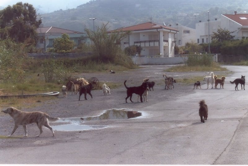 Alcamo marina, dilaga il randagismo: cani in branco minacciosi