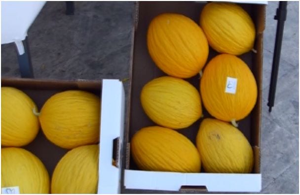 Prima "Notte Gialla" a Gibellina: il melone protagonista