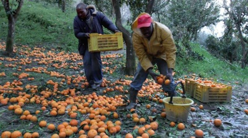 Alcamo-Campo vendemmia, spunta il ticket per gli immigrati