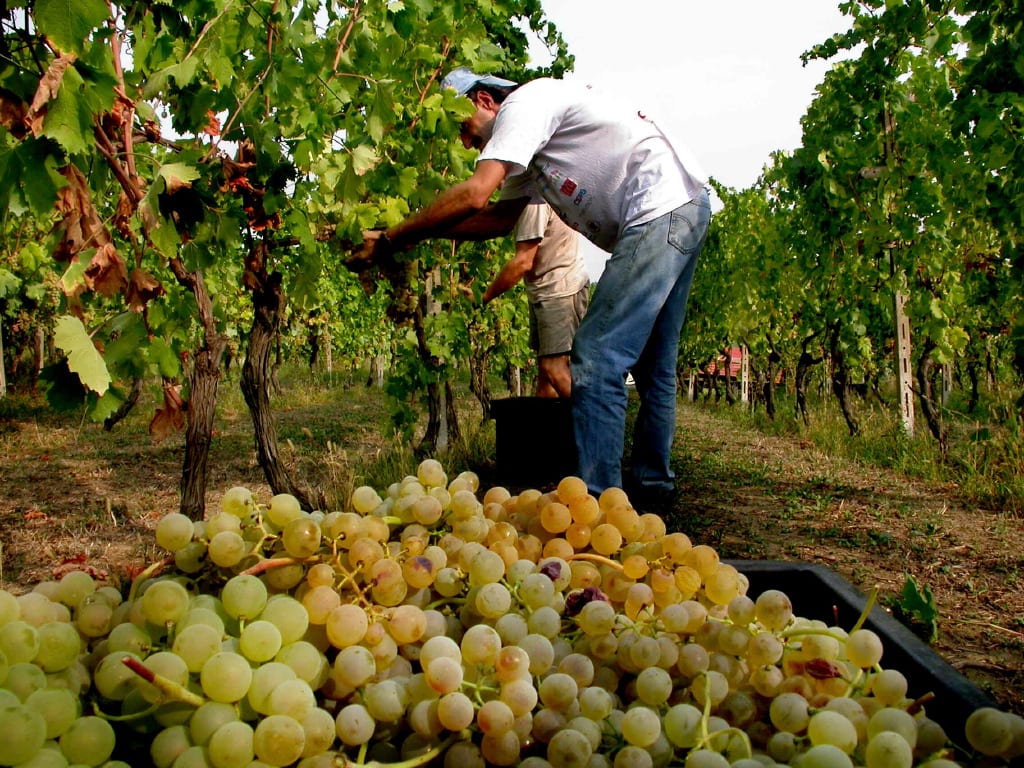 Vendemmia, boom di produzione nell’alcamese e in provincia