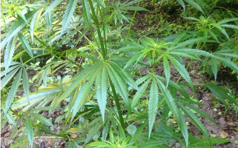 Alcamo, piantagione di cannabis e discarica abusiva: scattano 5 denunce