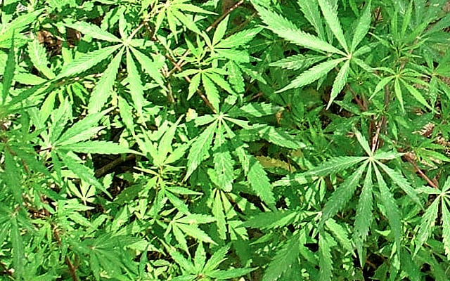 Piantagione di marijuana a Pantelleria, due arresti