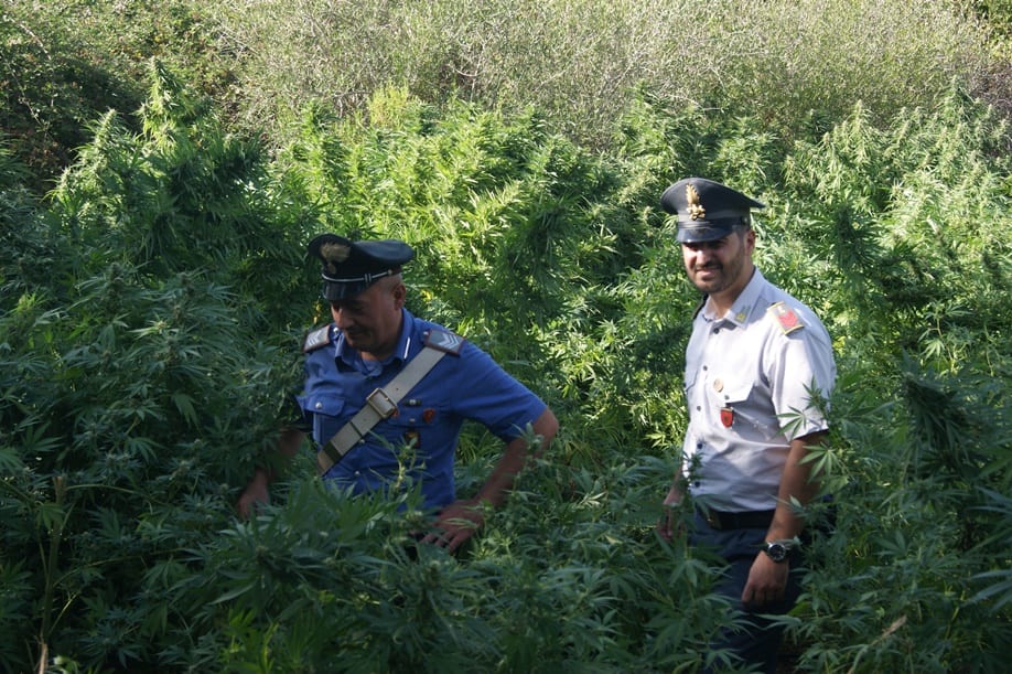Piantagione di droga scoperta a Terrasini, in due ai domiciliari