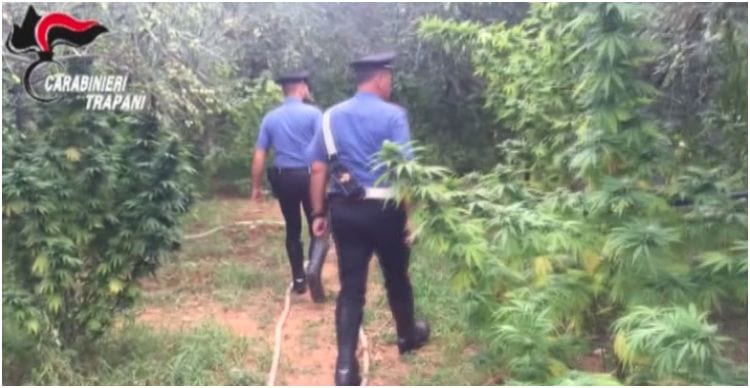 Piantagione di cannabis a Marsala, arrestato il proprietario