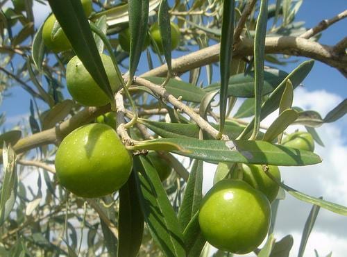 C/bello di Mazara, ladri di olive in azione: 5 arresti