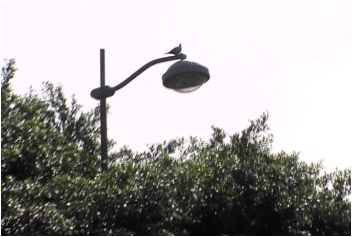 Alcamo-Alberi ostacolano l’illuminazione in via Madonna Riposo