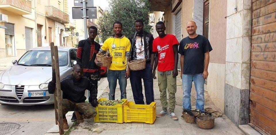 C/bello di mazara, uliveti comunali produrranno olio per i bisognosi