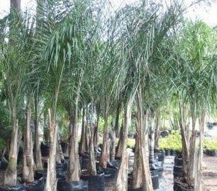 Alcamo, ripristinare il verde in viale Italia: proposta di Abc