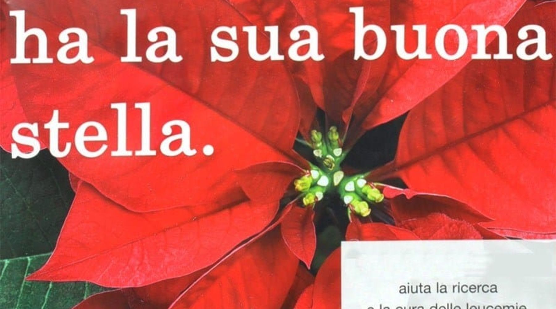 Alcamo-Stelle di Natale per la lotta alle malattie del sangue