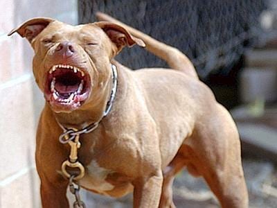 Alcamo-Cane azzanna un uomo in zona Aleccia, è allarme randagismo