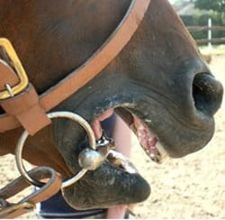 Alcamo-Cavallo morde bimbo all'orecchio, paura a "Lo sperone"