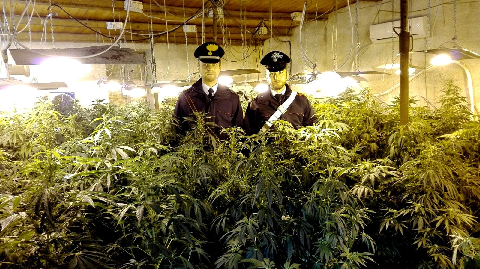 Partinico-Piantagione di droga in casa, arrestato 50enne