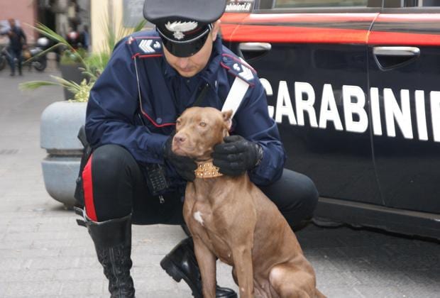 Valderice-Combattimenti tra cani, scatta obbligo di dimora per due giovani