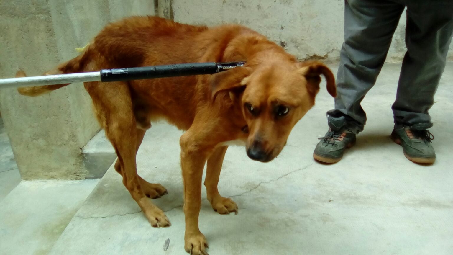 Marsala, le Guardie per l’Ambiente salvano un cane da casa lager