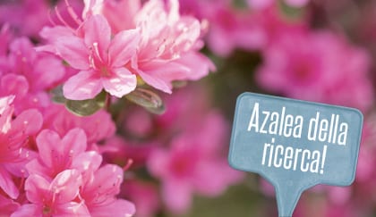 Alcamo-Domenica in piazza "L’azalea della ricerca" dell'Airc
