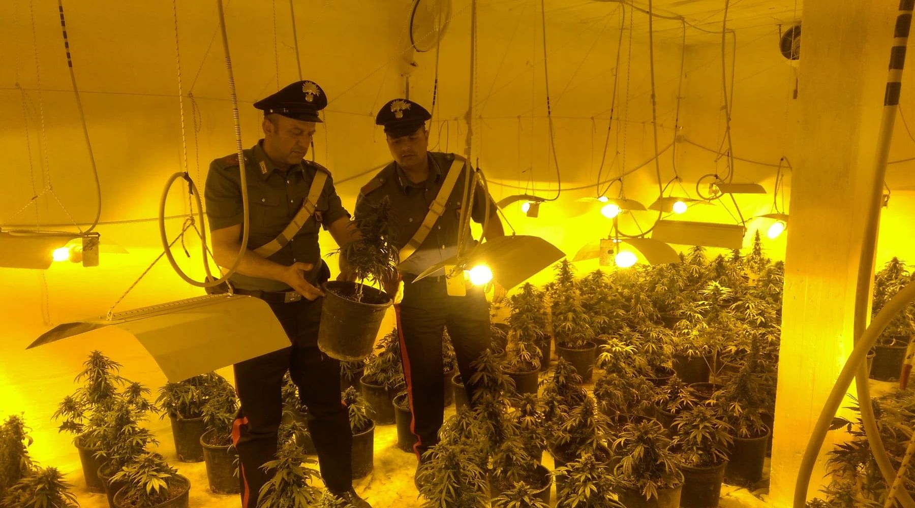 Partinico Piantagione di cannabis in cantina, arrestato 41enne