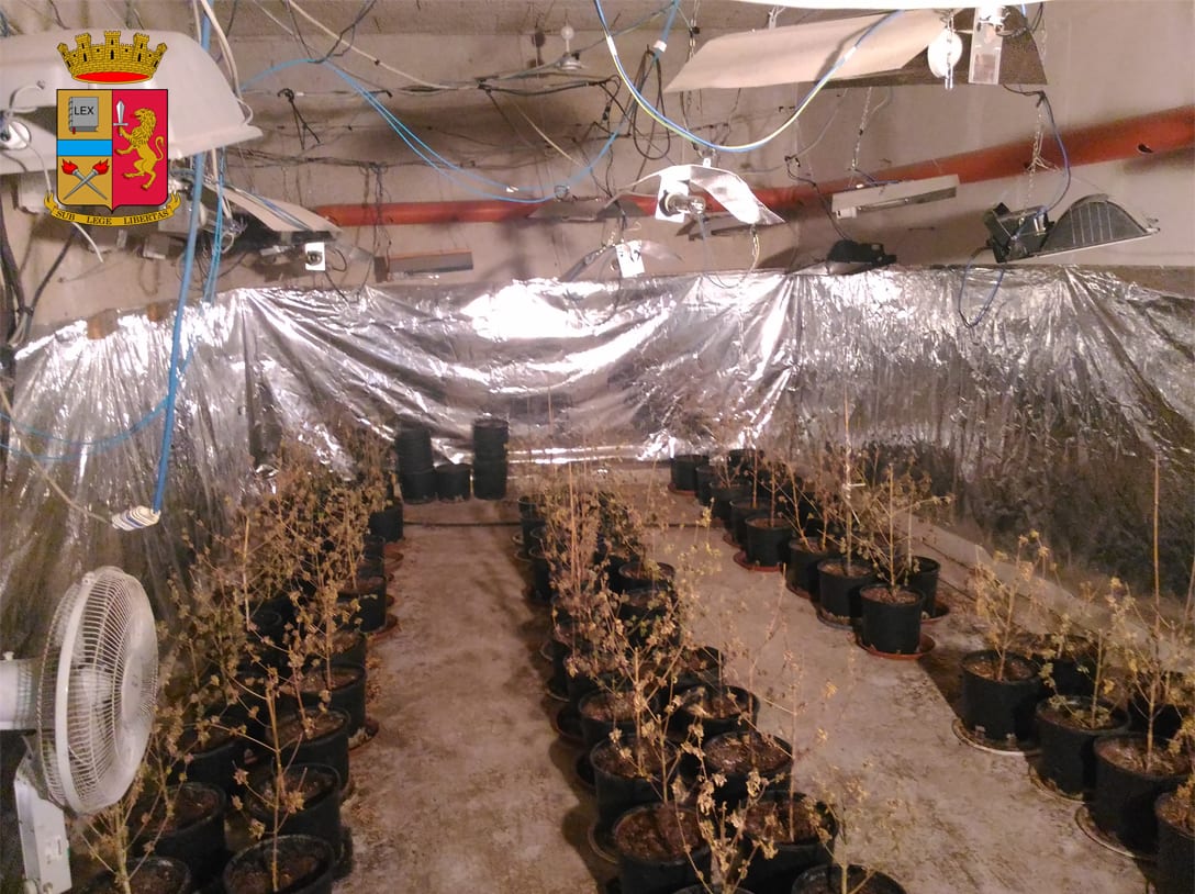 Partinico-Scoperta piantagione indoor in un'abitazione