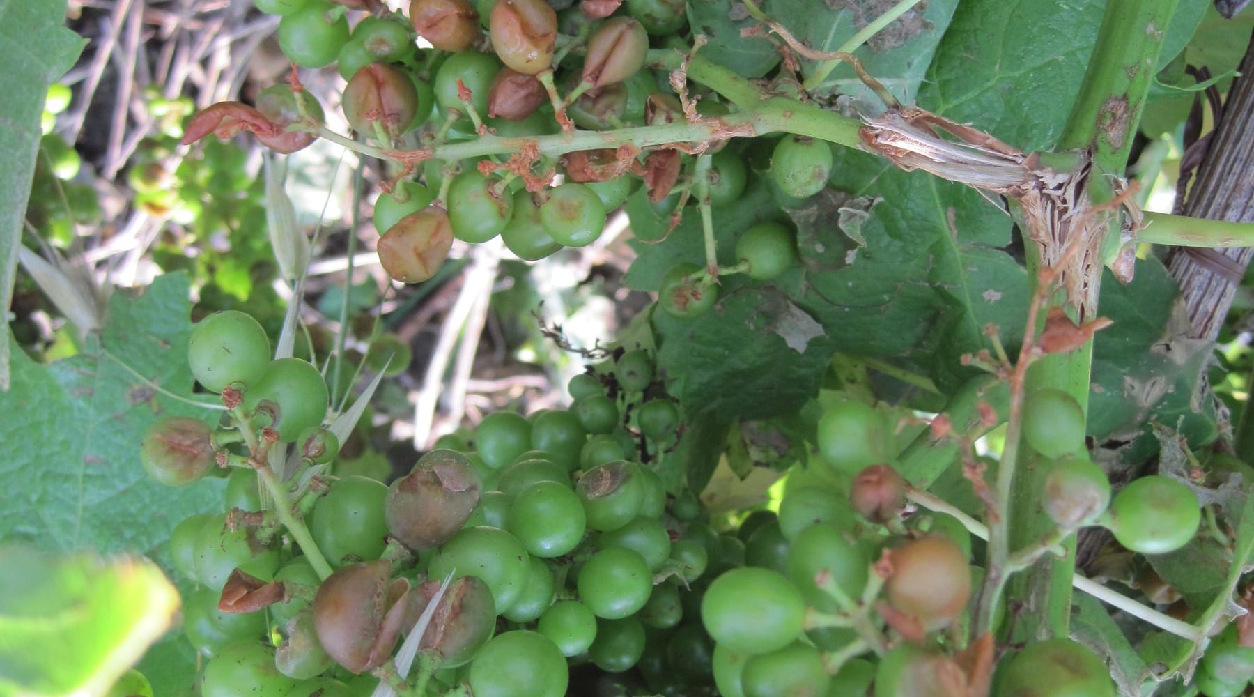 Maltempo, gravi danni alle imprese agricole nel partinicese