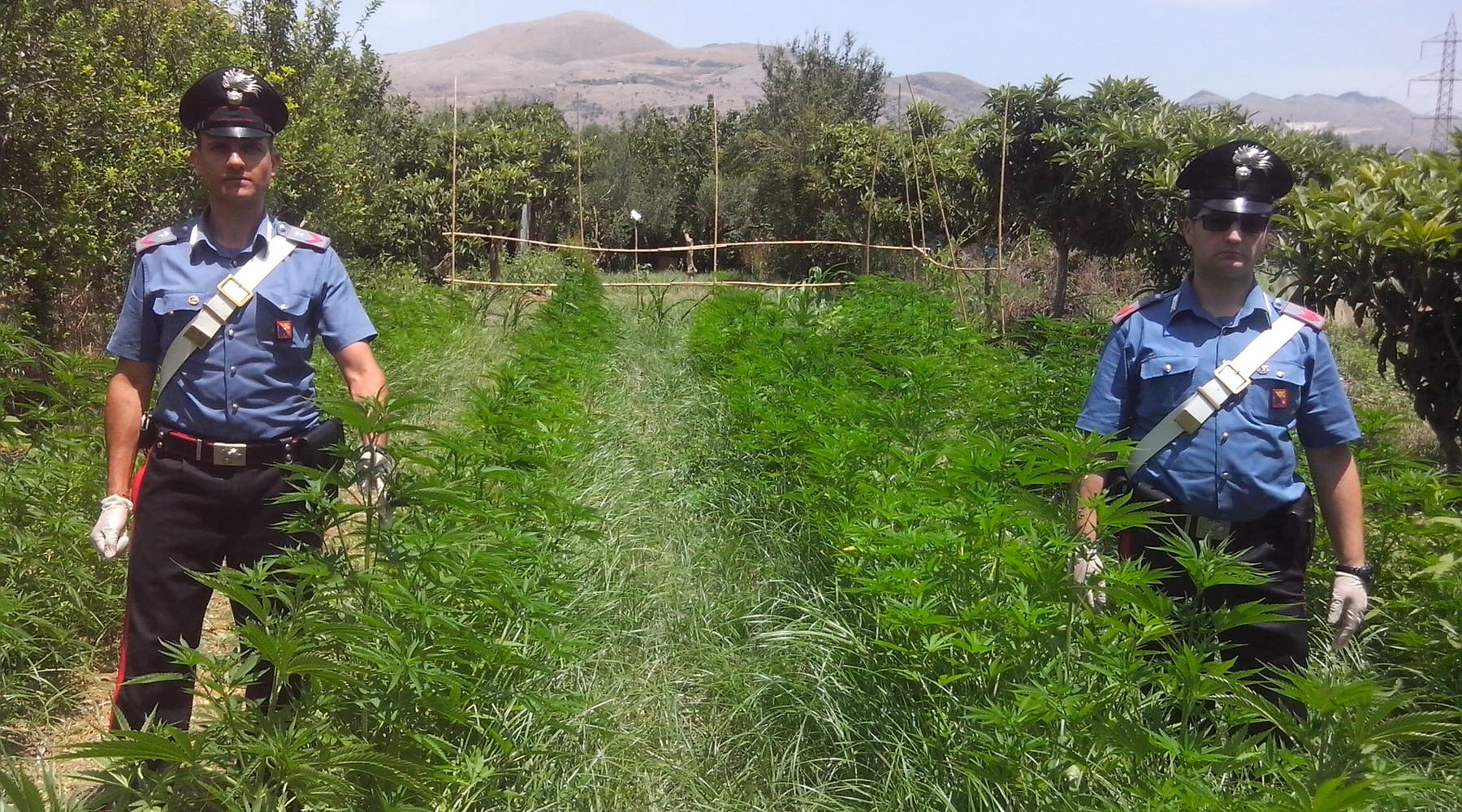 Partinico-Piantagione di droga tra susine ed albicocche, un arresto