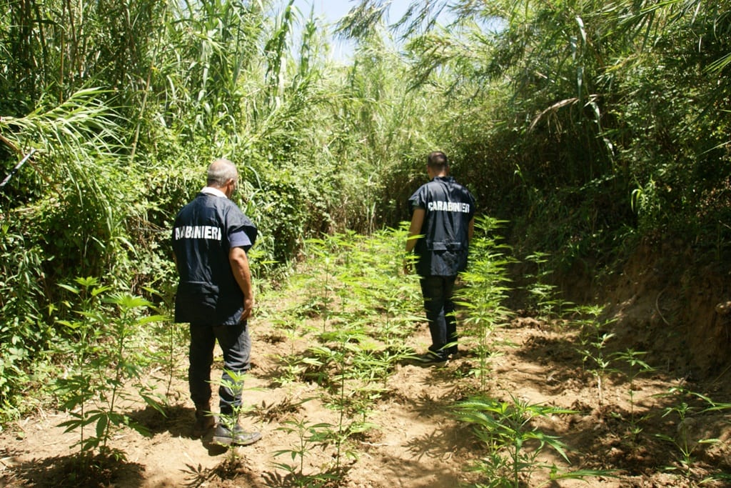Partinico-Ennesima piantagione di cannabis su terreno demaniale