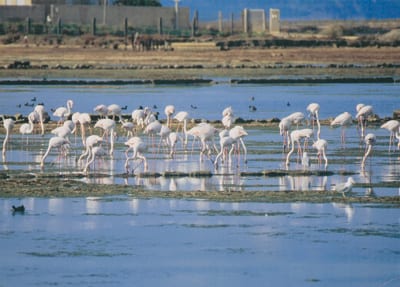 Trapani-Avifauna della riserva minacciata da fuochi d’artificio? Il WWF chiede di spostarli
