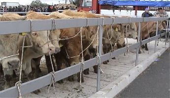 Partanna-Sospesa la Mostra Mercato del Bestiame