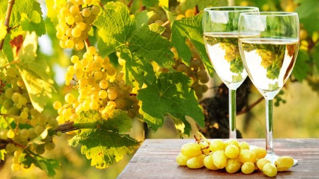 Alcamo. Vendemmia 2016 Buona la qualità, ma bassi i prezzi dell’uva