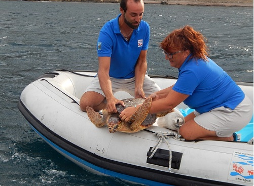Isole Egadi-Torna in mare Achille, esemplare di Caretta caretta