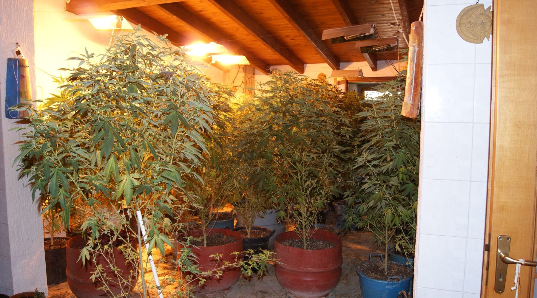 C/bello di Mazara-Piantagione di cannabis, arrestati madre e figlio minorenne