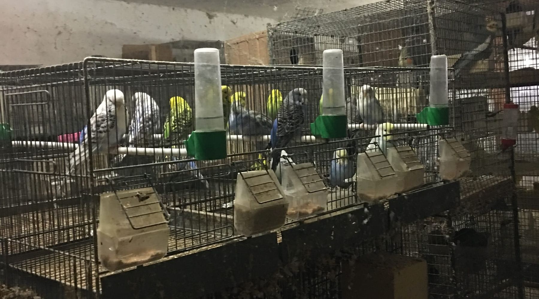 Trapani-Maltrattamento animali, GdF sequestra allevamento di volatili