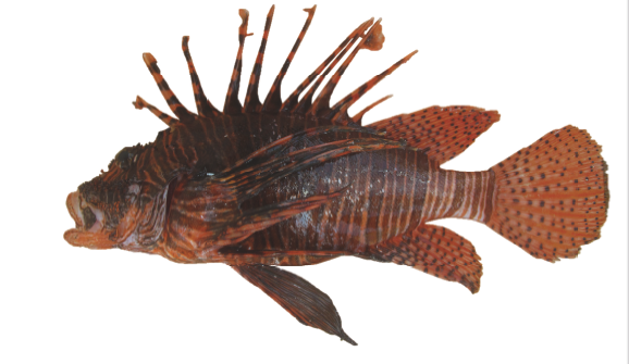 Mazara del Vallo-Capitaneria, allerta pesce scorpione: specie velenosa, può essere letale