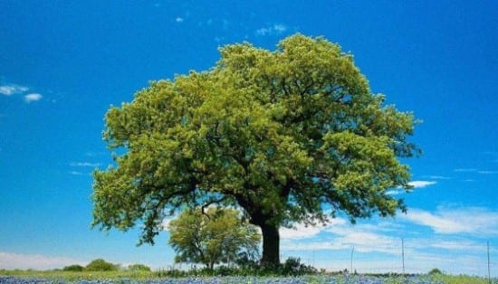 Festa dell’albero-Iniziative di Legambiente e delle scuole nel trapanese e nel palermitano