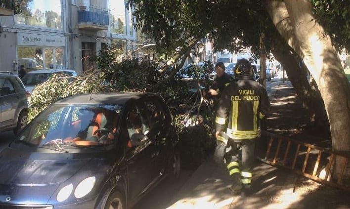 Alcamo-Caduta rami in piazza Pittore Renda, è di nuovo allarme