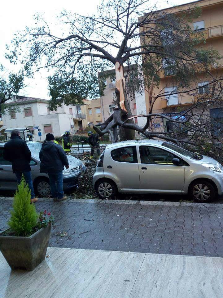 Alcamo-Maltempo, crollano rami in viale Europa: auto sfiorate
