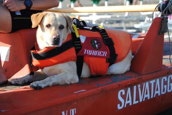 Alcamo-Pulizia spiagge, si parte a giugno: ci saranno anche i cani-bagnini