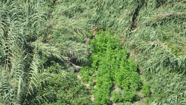 Partinico-Cento piante di marijuana in casa di un anziano, scatta arresto