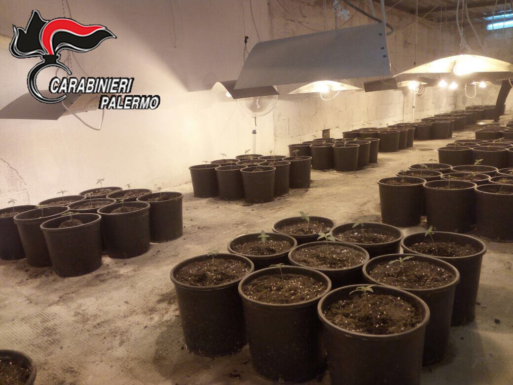 Partinico-425 piante di cannabis in serra artigianale, arrestato 34enne