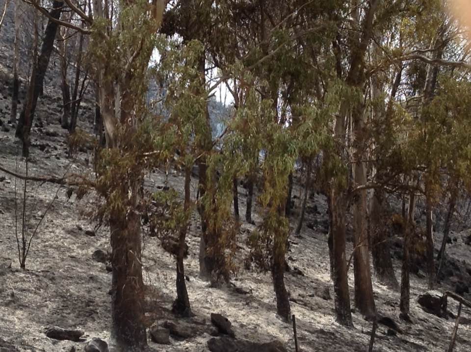 Castellammare del Golfo-Incendi, il day after: polemiche al veleno da sindaco e Regione