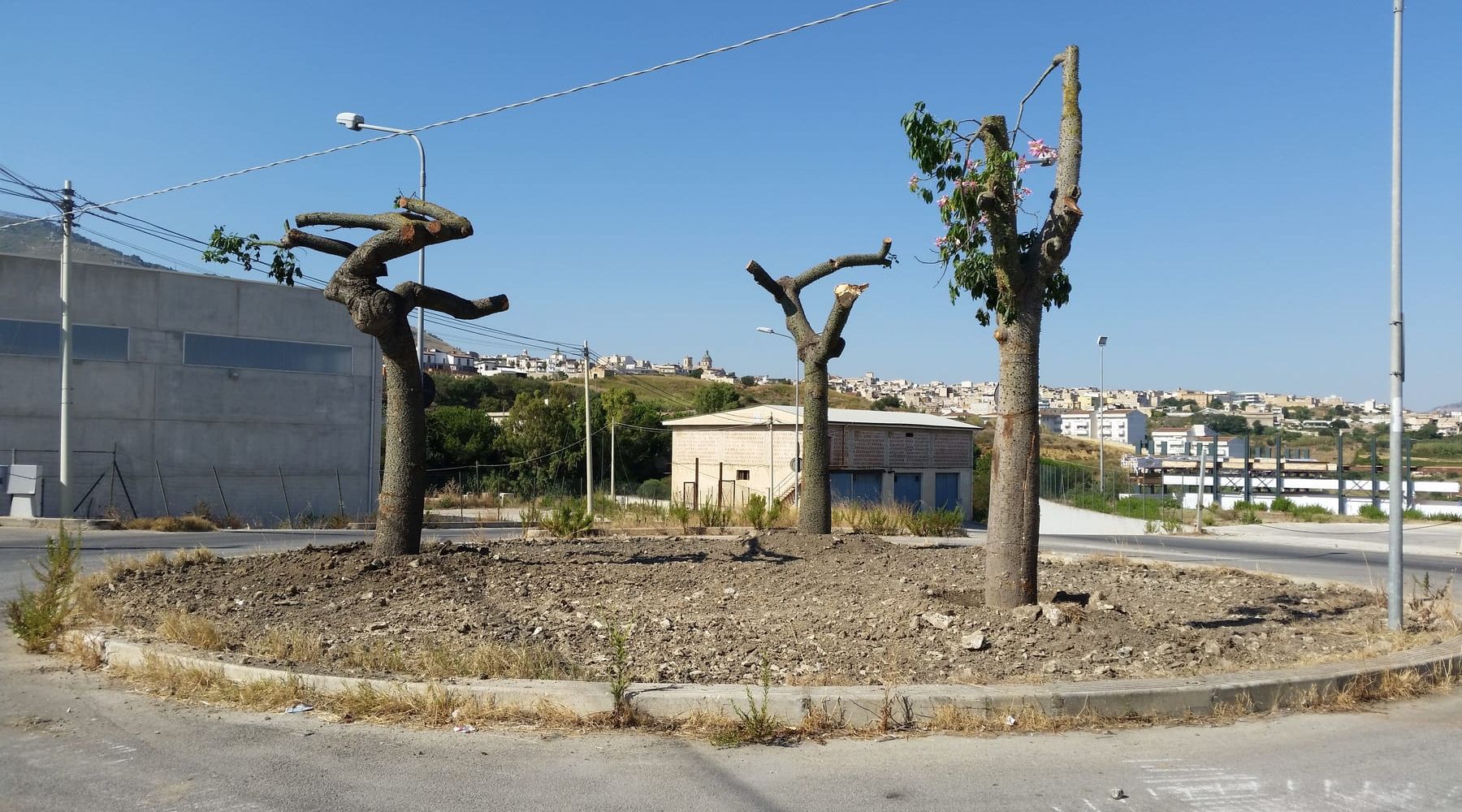 Alcamo: Case Rosse, piantati tre alberi nella rotonda