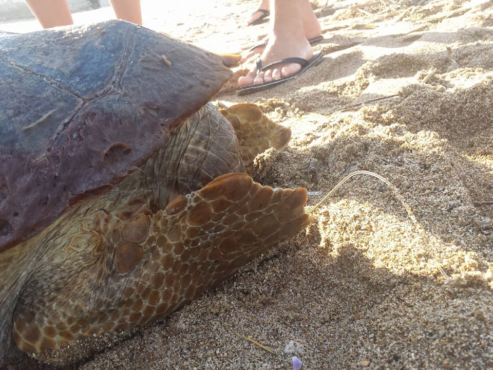 Castellammare del Golfo-Tartaruga trovata senza vita in spiaggia: vittima dei pescatori
