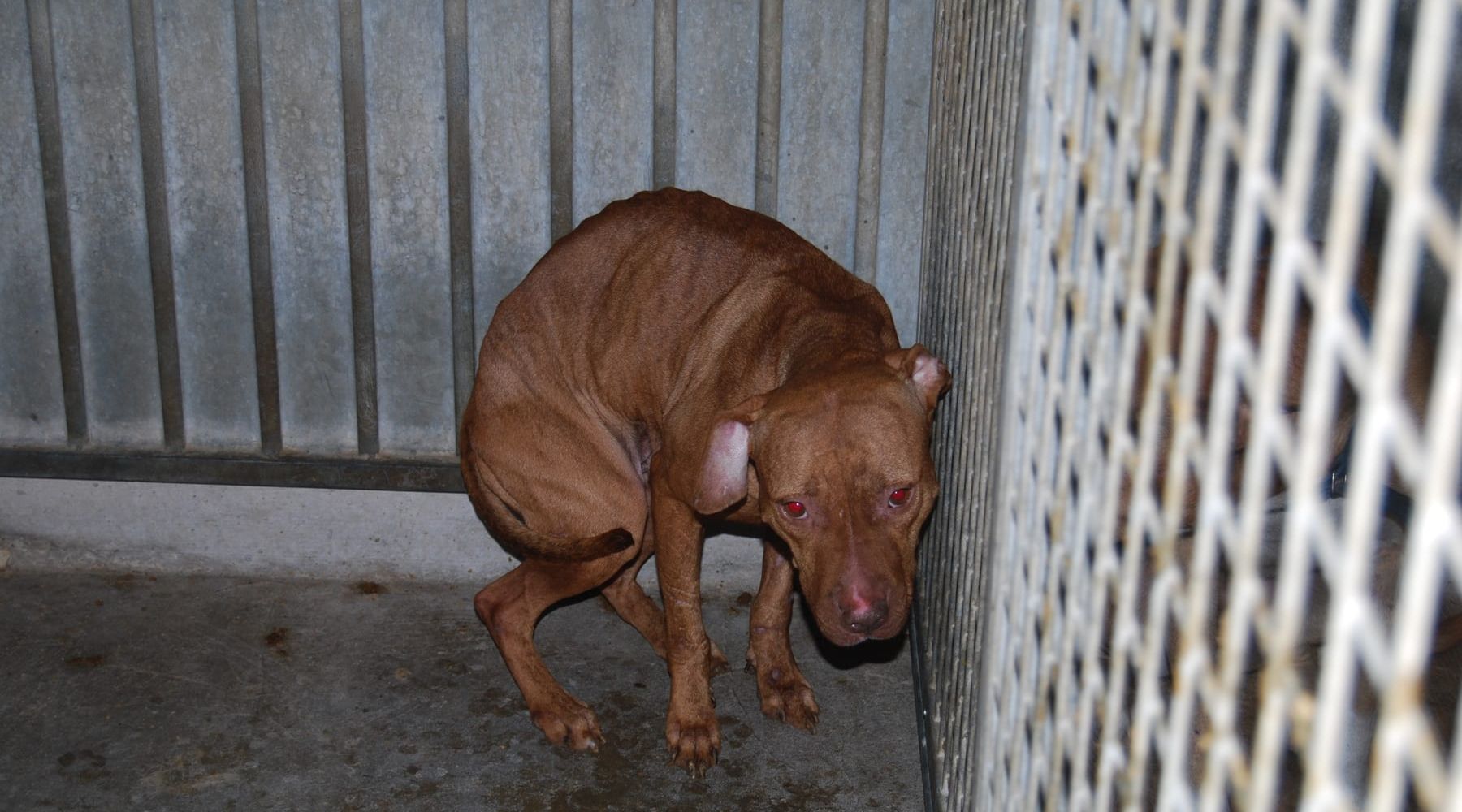 Erice C.S. - Maltrattamento di animali: sequestrati 5 cani, scattano denunce