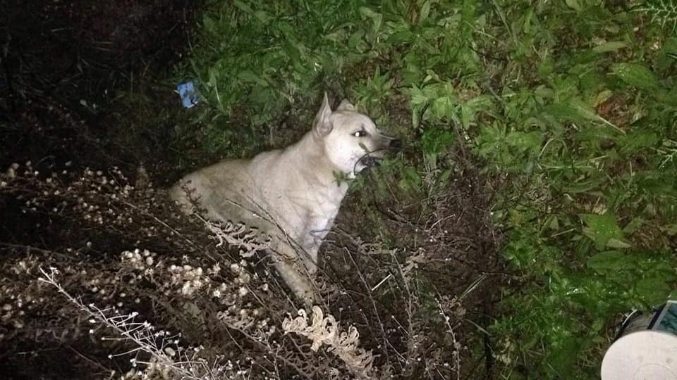 Alcamo-Nell'area artigianale cani avvelenati: tragedia annunciata