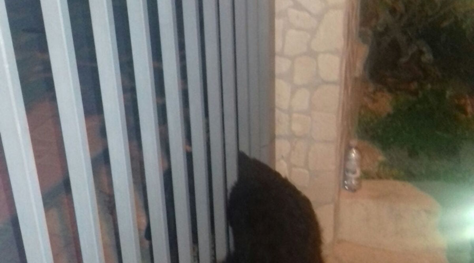 Alcamo-Cane incastrato in un cancello, salvato dai vigili del fuoco