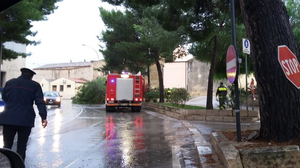 Ingresso nord di Alcamo, fungo killer e altri alberi a rischio