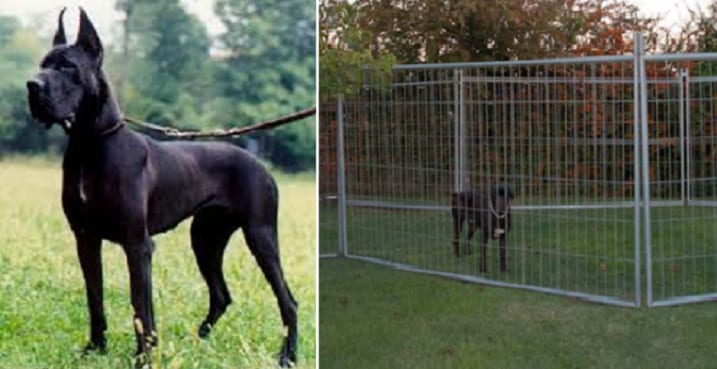 Feroce lite fra cani: dopo l'aggressione al bimbo, un alano uccide l'altro