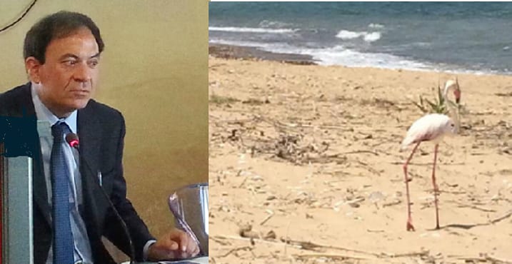 Da giorni fenicottero staziona ad Alcamo Marina. “Non danneggiatelo” dice la LIPU