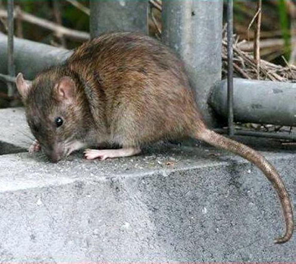 Alcamo. Igiene Topi e cartaccia invadono strade e piazze